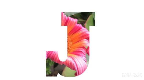 Close-up of multi colored flower blooming against white background