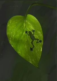 Close-up of ant on leaves