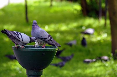 Close-up of bird perching on grass