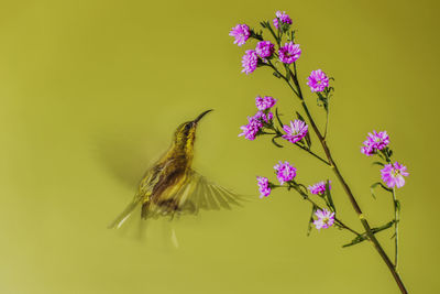 Close-up of butterfly pollinating on purple flower