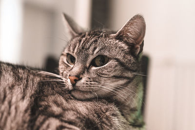 Close-up of a cat looking away