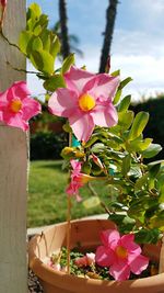 Close-up of pink flowers blooming outdoors