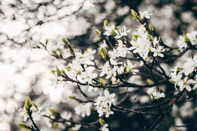 Close-up of white flowers on branch