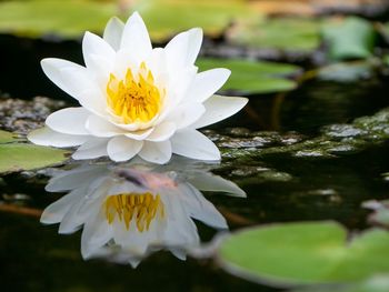 Close-up of white water lily in lake