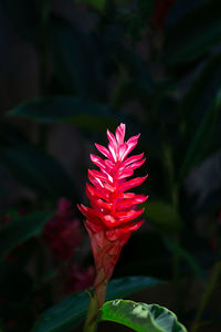 Close-up of red rose flower