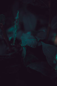 Full frame shot of leaves