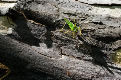 Close-up of lizard on tree trunk