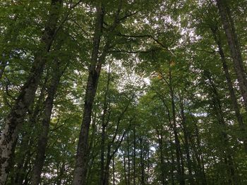 Low angle view of bamboo trees in forest