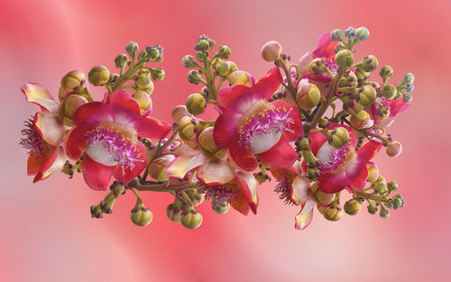 Close-up of pink flowering plant against red background