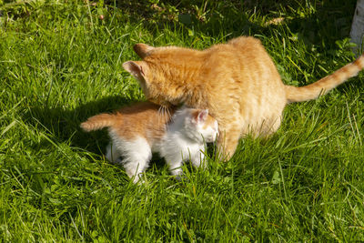 Cat mom on the backyard