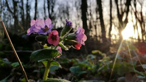 Close-up of pink flowers