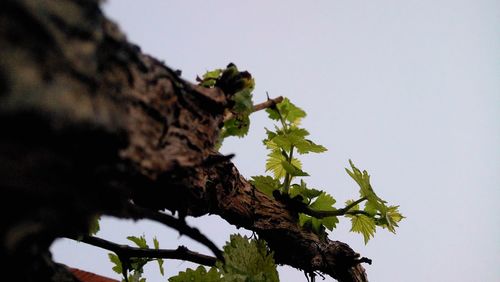 Low angle view of bird perching on tree against clear sky