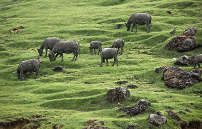 Horses grazing in a field