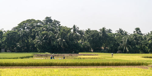 Trees on field against clear sky