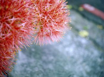 Close-up of red flower