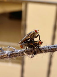 Close-up of fly on wood