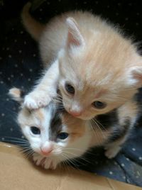 Close-up portrait of kitten