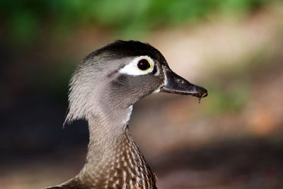 Close-up of a bird looking away