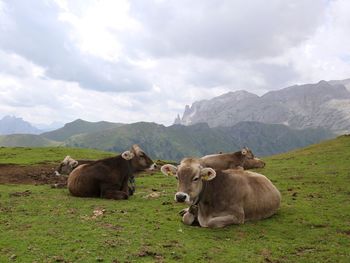 Cows on field against sky