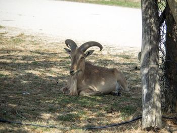 Deer on field