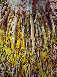 Full frame shot of tree trunk