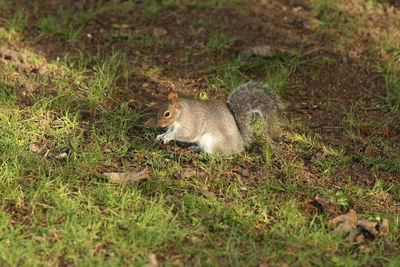 Side view of squirrel on field