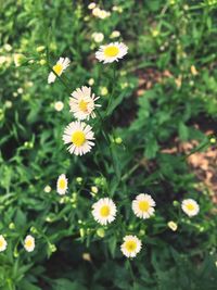 Close-up of yellow cosmos flowers blooming outdoors