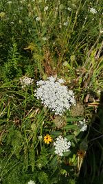 Close-up of white flowers