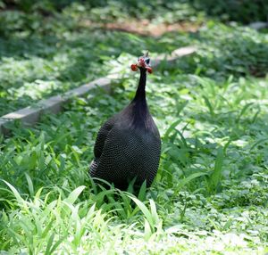 Close-up of bird on grass