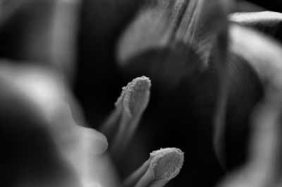 Close-up of plant against blurred background