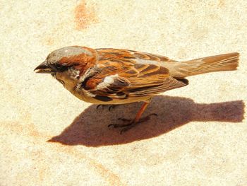 High angle view of bird on land