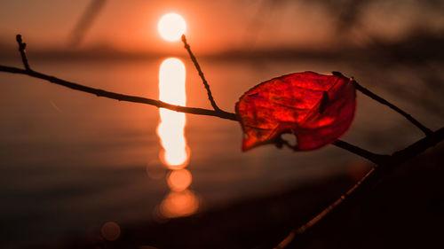 Close-up of red leaves