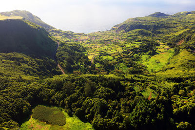 Scenic view of forest