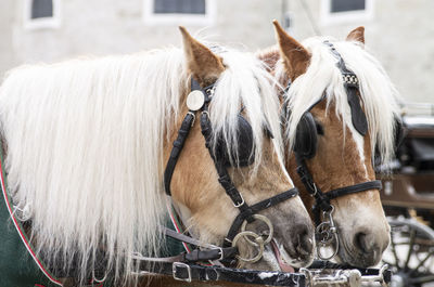 Two cute horses waiting to ride