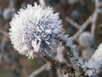 Close-up of snow on plant