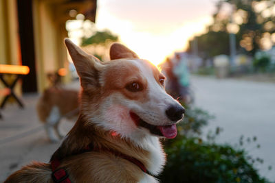 Close-up of dog looking away