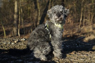 Portrait of dog sitting on land