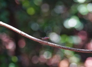 Close-up of butterfly perching on branch