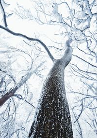 Low angle view of frozen bare trees during winter