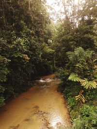 Scenic view of waterfall in forest
