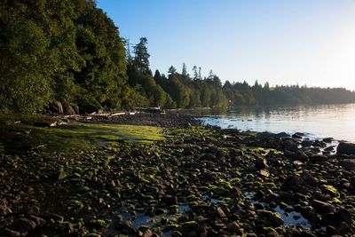 Scenic view of lake against clear sky