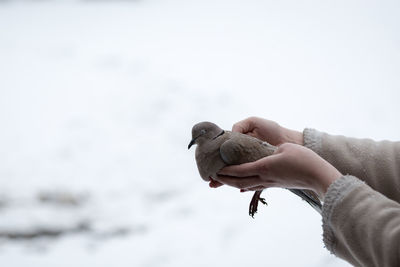 Woman holding in hands weak collared turtledove streptopelia decaocto,