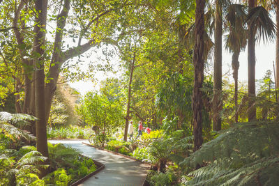 Road amidst trees in forest