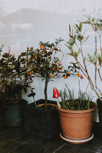 Close-up of potted plant