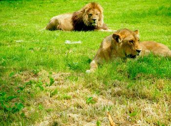 Lions relaxing on grassy field