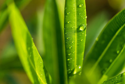 Close-up of raindrops on green leaves