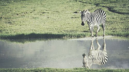 Zebra walking by lakeside