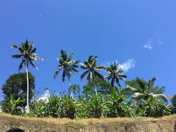 Trees on landscape against blue sky