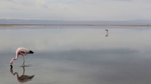 Swan swimming in lake against sky