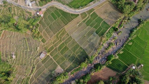 High angle view of agricultural field